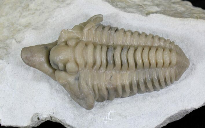 Large Snout Nosed Spathacalymene Trilobite - Rare! #22499